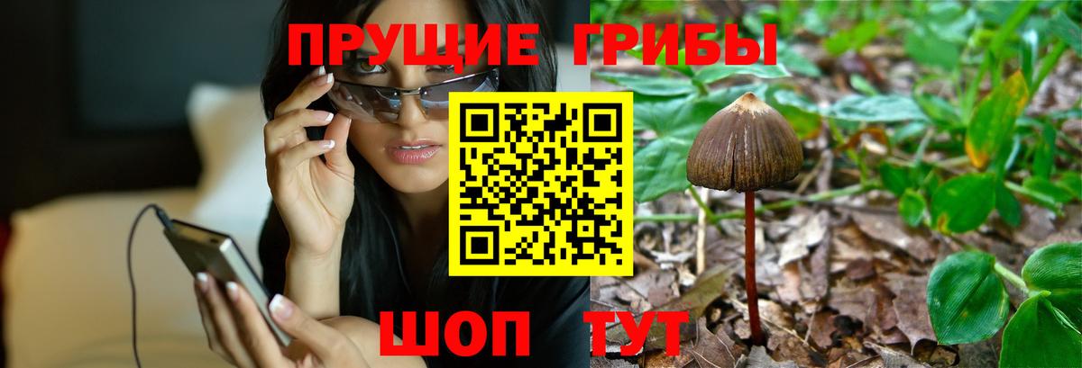 Псилоцибиновые грибы Psilocybine cubensis Сыктывкар